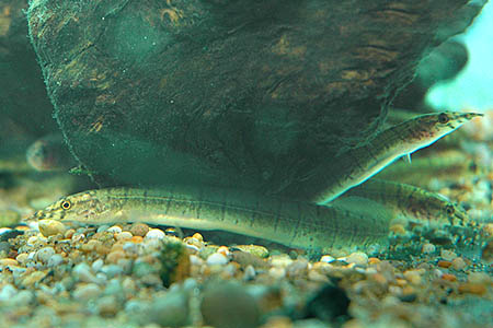 Macrognathus zebrinus juvenile