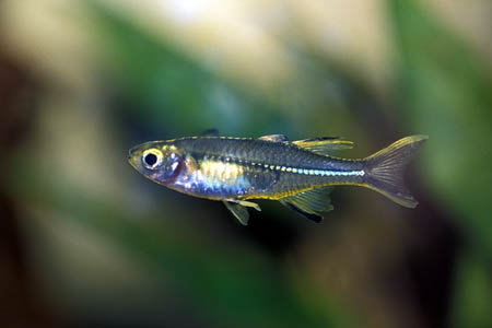 Marosatherina ladigesi female