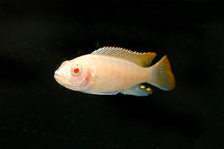 Maylandia greshakei; juvenile of selectively-bred albino strain