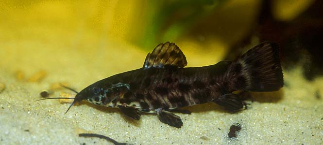 Spotted Hoplo (Megalechis thoracata)