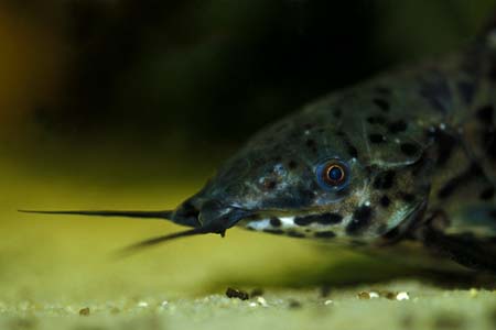 Spotted Hoplo (Megalechis thoracata)