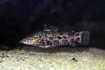 Spotted Hoplo (Megalechis thoracata)
