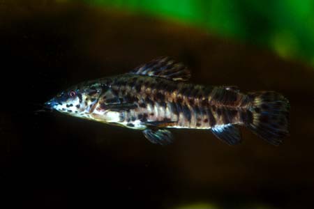 Spotted Hoplo (Megalechis thoracata)