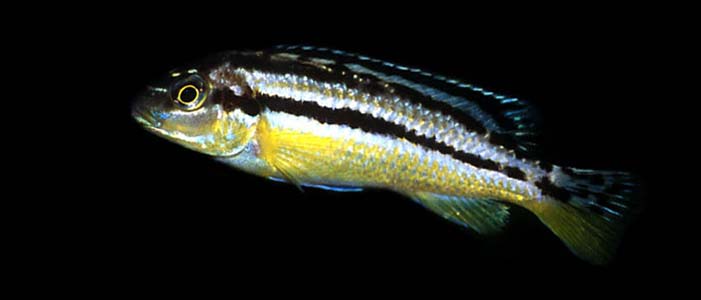Melanochromis auratus adult female