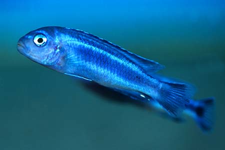 Melanochromis cyaneorhabdos