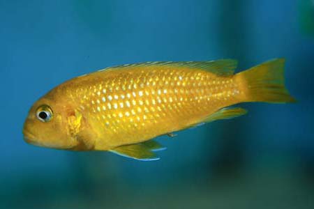 Melanochromis johanni