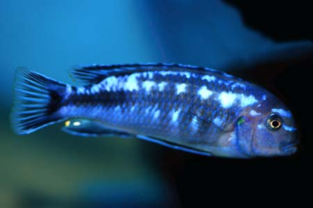 Melanochromis johanni