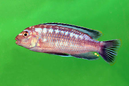 Melanochromis johanni