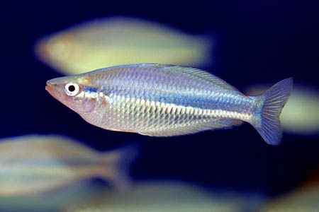 Melanotaenia affinis male