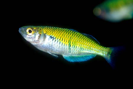 Melanotaenia boesemani adult female