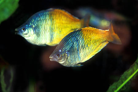 Melanotaenia boesemani adult males