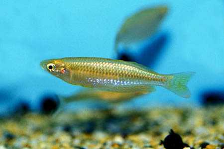 Melanotaenia gracilis