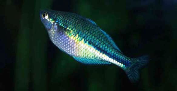 Melanotaenia lacustris female