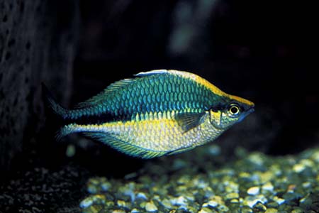 Melanotaenia lacustris male