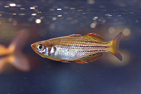 Melanotaenia maccullochi