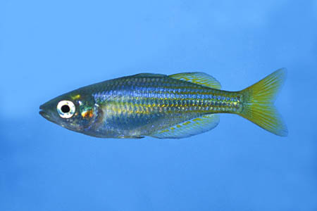 Melanotaenia splendida inornata juvenile