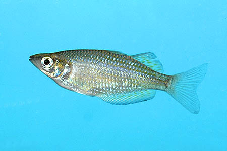 Melanotaenia splendida rubrostriata juvenile