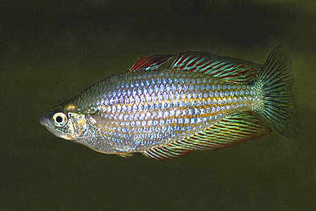 Melanotaenia splendida splendida male