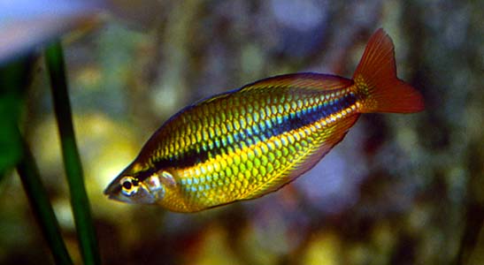 Melanotaenia trifasciata male