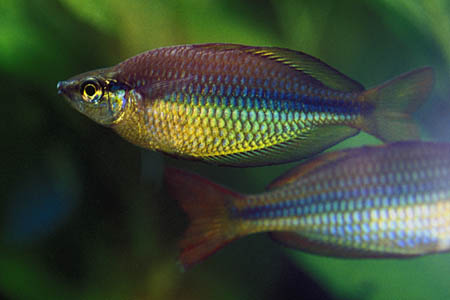 Melanotaenia trifasciata female