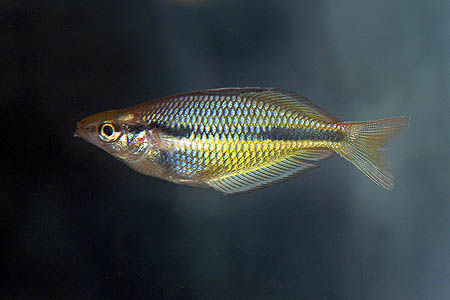 Melanotaenia trifasciata juvenile