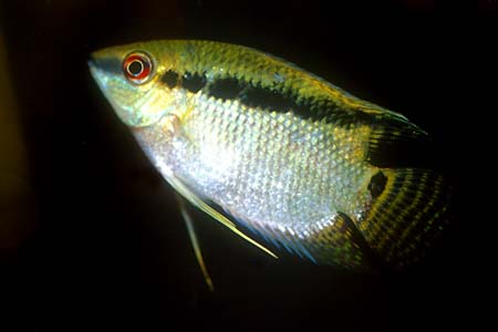 Flag Cichlid (Mesonauta festivus)