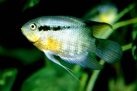 Mesonauta insignis