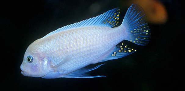 Maylandia callainos male