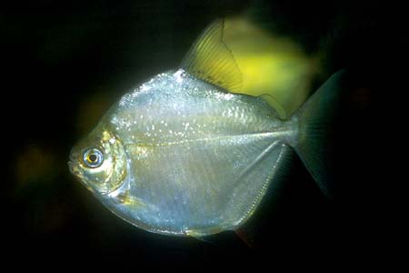 Metynnis hypsauchen