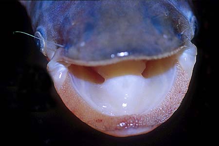 Bleeker's Sheatfish (Micronema bleekeri)