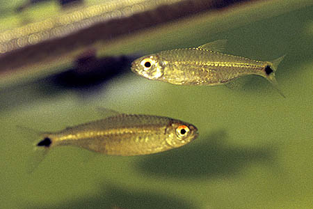 Moenkhausia ceros