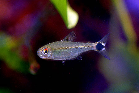 Moenkhausia ceros
