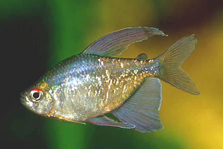 Moenkhausia pittieri male
