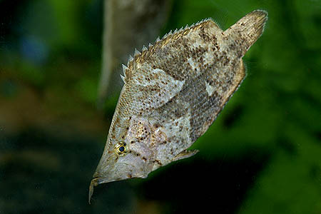 Monocirrhus polyacanthus
