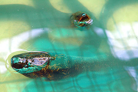 Monopterus albus