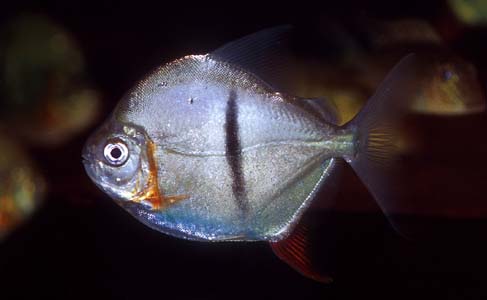 Myleus schomburgkii