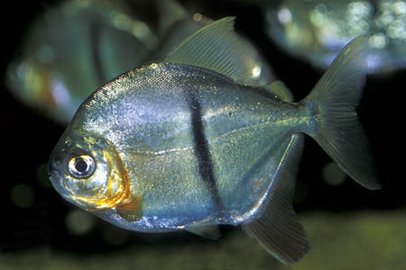 Myleus schomburgkii