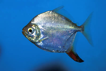 Myloplus rubripinnis juvenile