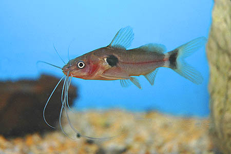 Two Spot Mystus (Mystus bimaculatus)