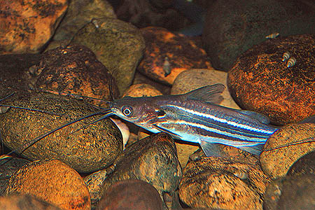 Mystus mysticetus