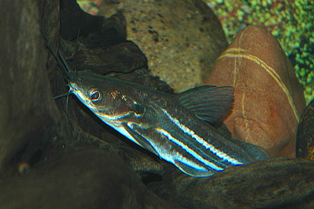 Mystus mysticetus