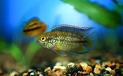Golden Dwarf Cichlid (Nannacara anomala)
