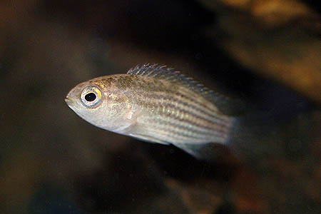 Striped Dwarf Cichlid (Nannacara taenia)