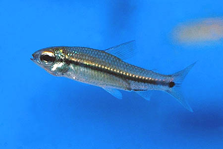 Nannaethiops unitaeniatus juvenile