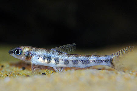 Nannocharax brevis