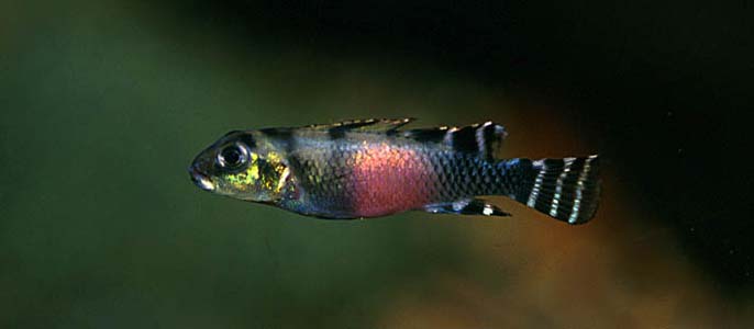 Nanochromis transvestitus female