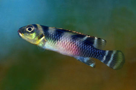 Nanochromis transvestitus female