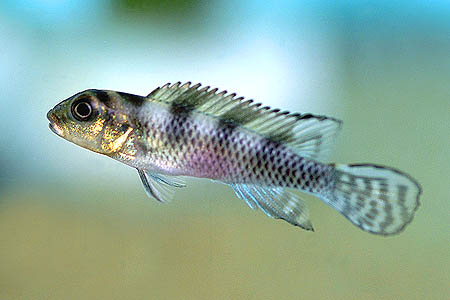 Nanochromis transvestitus male