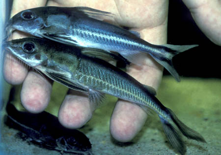 Nemadoras leporhinus above, Hemidoras stenopeltis below.