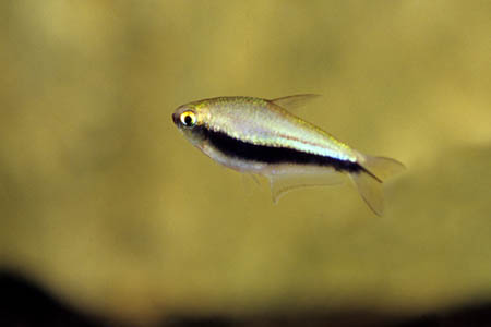 Nematobrycon palmeri female